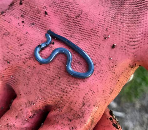 EDDMapS Record ID: 5159108 - brahminy blind snake (Ramphotyphlops braminus) - EDDMapS