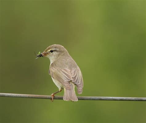 Willow Warbler | BirdForum