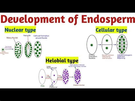 Development of Endosperm (Hindi) | Reproduction in Lower & Higher Plants - YouTube