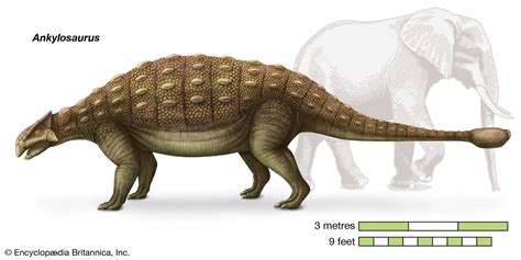 Ankylosaurus | Size, Diet, & Facts | Britannica