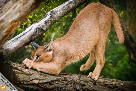 Caracal - sharping claws by Wild-Lweek on DeviantArt