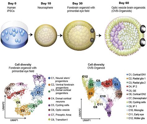 Human Brain Organoids Grown in Lab With “Eyes” That Respond to Light