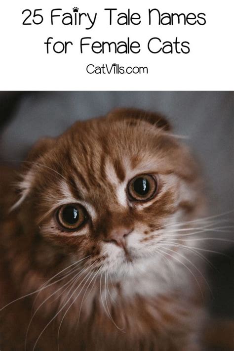 50 Adorable Fairy Tail Cat Names for Your Whiskered Angels