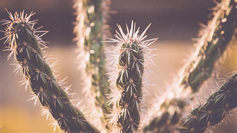 Free picture: desert plant, wild west, Texas, cactus, nature, thorns