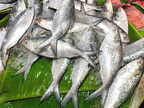 Hilsa Fish: What Is It? Recipes, Taste, Nutrition, Price!