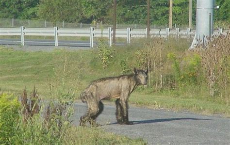 Penn State continues study of mange in bears, with help from local ...