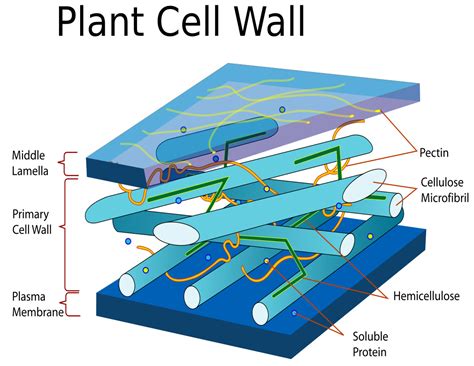 101 Diagramss of a Cell | 101 Diagrams