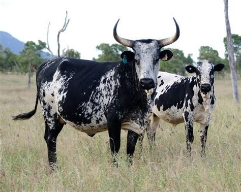 Nguni Cattle: Everything You Need to Know | Bizhack Kenya