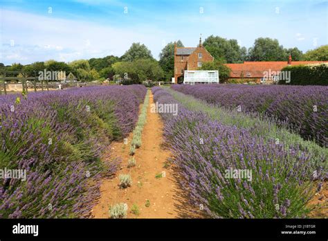 Fields of Lavender growing in the Norfolk Lavender centre, Heacham ...