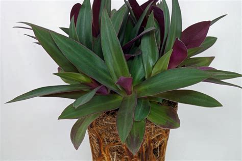 Tradescantia spathacea