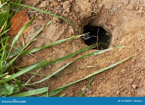 Mole Hole In Brown Dirt, Closeup. Royalty Free Stock Photo - Image ...