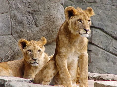 Posing together | Two lion cubs cutely posing. Taken in the … | Flickr