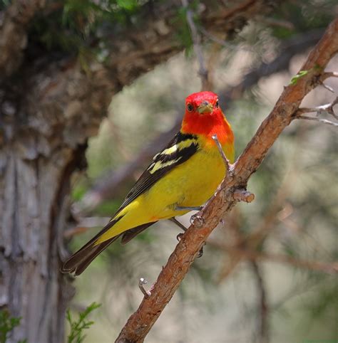 Michael John Balog | New Western Tanager Photographs from Wyoming