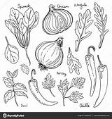 Spices Coloring Template Pages Spice Sketch Page sketch template