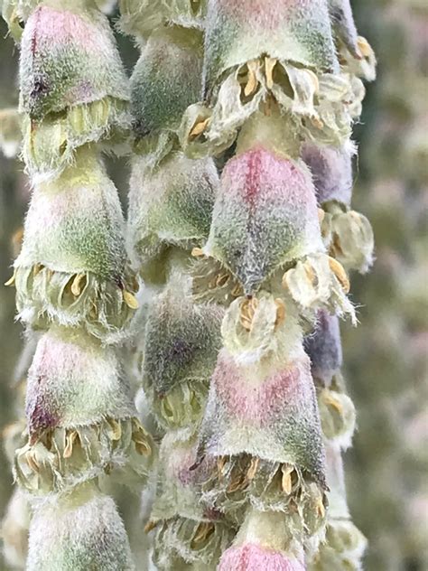 Plant of the week: Garrya elliptica ‘James Roof’ – Thomas Stone MCI Hort MPGCA