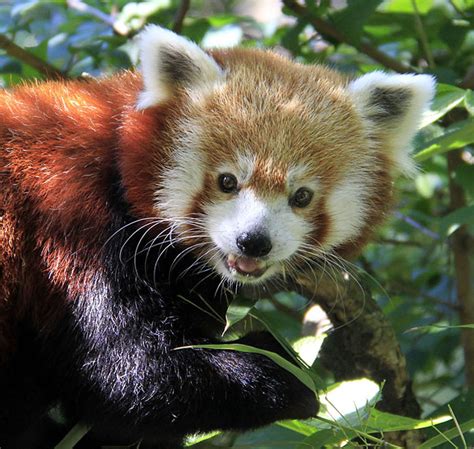 Red Panda at the Central Park Zoo