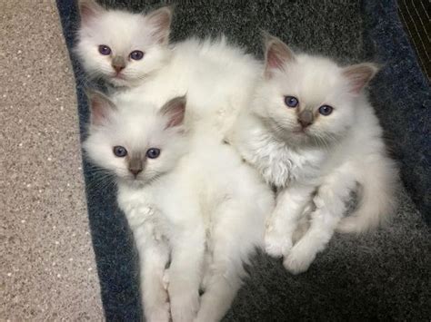 Cute Birman Kittens Birman Kittens, Ragdoll, Cats And Kittens, Cat Lady Starter Kit, Pet Lover ...