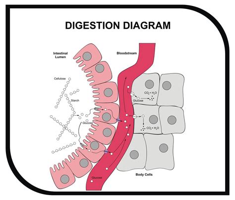 What Cell Contains Digestive Enzymes