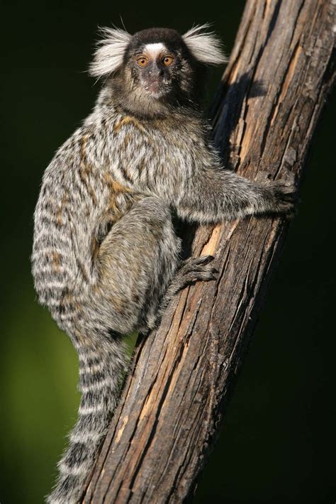 Marmoset | Description, Habitat, & Facts | Britannica