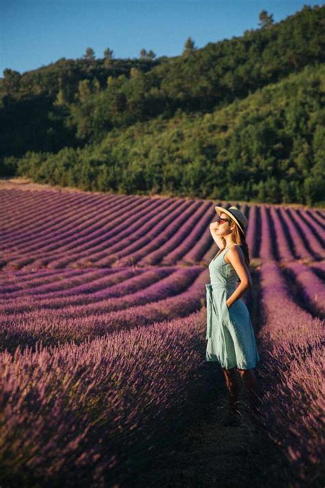 The Londoner » The Lavender Festival, Provence