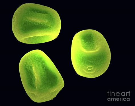 Rye Grass Pollen (lolium Perenne) Photograph by Steve Lowry/science Photo Library - Fine Art America