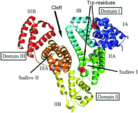 Structure of the albumin molecule (adopted from ref. 48). | Download Scientific Diagram