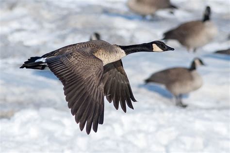 Spring Canada goose hunting | Manitoba Hunting Forums