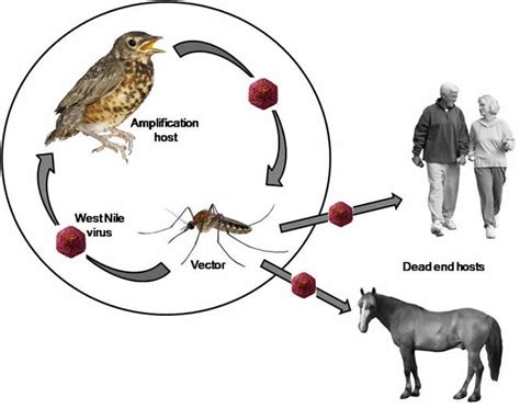 Virus transmission cycle