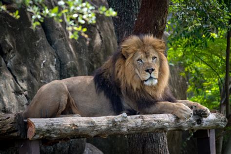 African Lion - The Houston Zoo