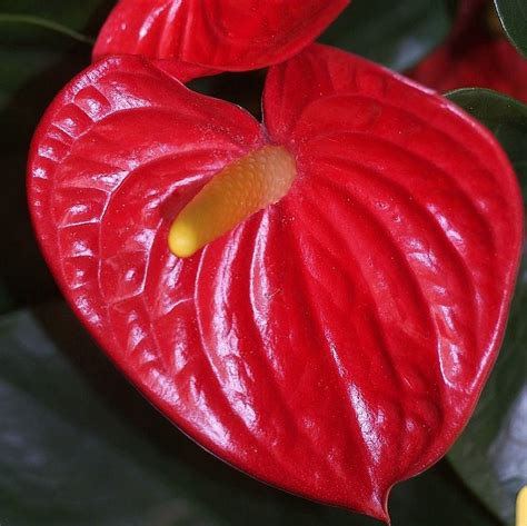 Red Anthurium, large - Florabundance Wholesale Flowers