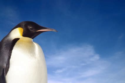 Emperor Penguin Facts for Kids | Penguins Information