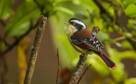 Birding in Lava and Neora Valley National Park