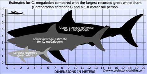 Basilosaurus Vs Megalodon