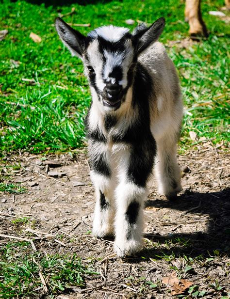 Rubio, a baby Mini Alpine goat | Cute goats, Alpine goats, Goats