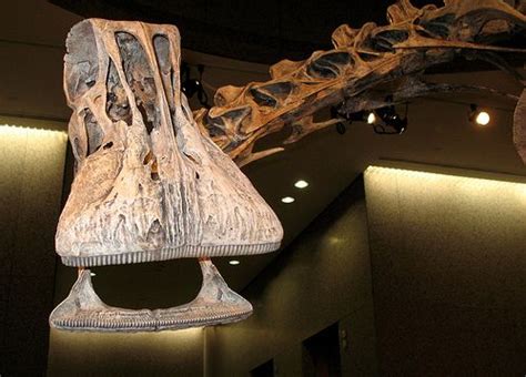 nigersaurus | Fossils, Prehistoric, Dinosaur fossils