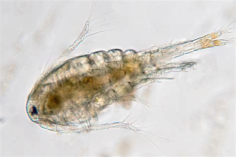 Using Live Copepods to Feed Your Fish | Copepods | The Algae Lab ...