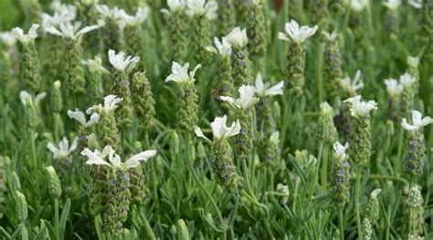 21 Drought Tolerant Lavender Varieties For Arid Desert Climates