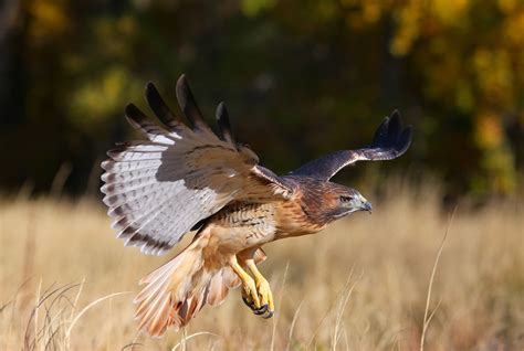 Juvenile Red-Tailed Hawk Flying By Morris Finkelstein | ubicaciondepersonas.cdmx.gob.mx