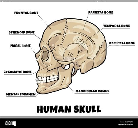 human skull bones anatomy diagram illustration Stock Vector Image & Art - Alamy