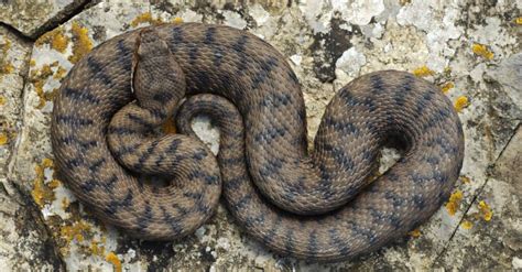 Asp Animal Facts | Vipera aspis - Wiki Point