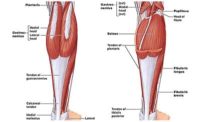 Calf strain | Health & High Performance | Australia