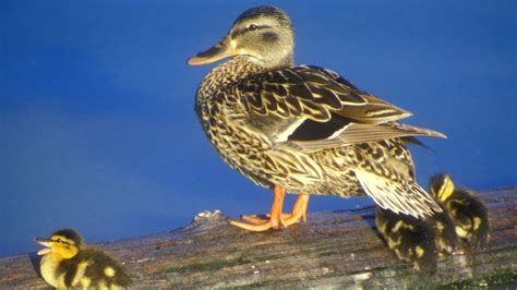 Mallard Duck And Ducklings