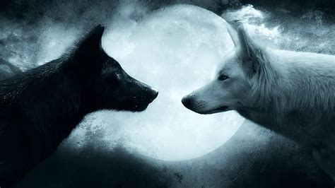 HD wallpaper: two black and white wolves wallpaper, wolf, couple, animal, animal themes ...