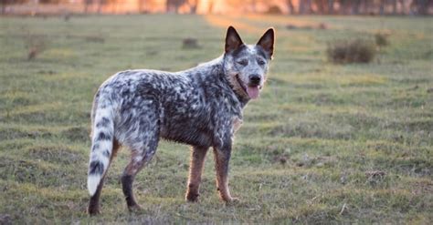 10 Incredible Australian Cattle Dog Facts - Wiki Point