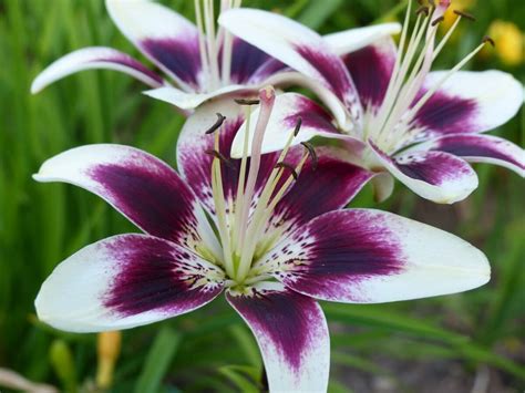 Purple Lilies: What They Are, Their Care, and Their Meaning - Global ...