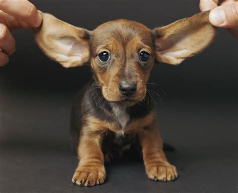 Puppy Ears and What Causes Them to Hear