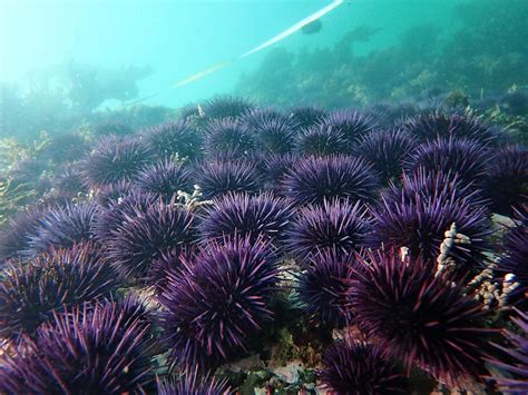 Abrupt Collapse of Northern California Kelp Forests Will Be Hard to Reverse