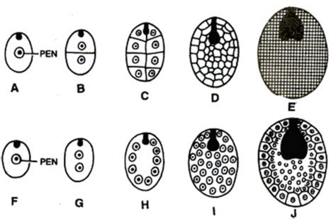 At what stage endosperm development you will observe nuclear or cellular of endosperm.: