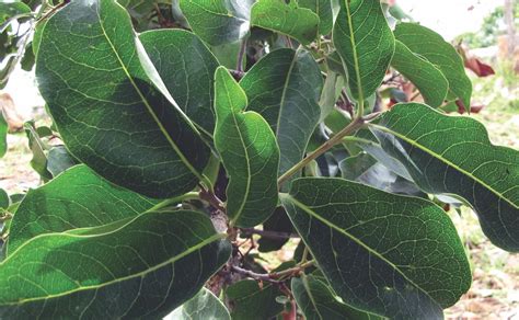 Buy diospyros melanoxylon, beedi ilaimaram, Coromandel Ebony, Black Ebony, Ebony Persimmon ...