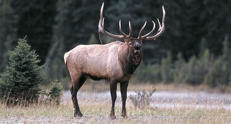 Field Judging - American Elk | Boone and Crockett Club